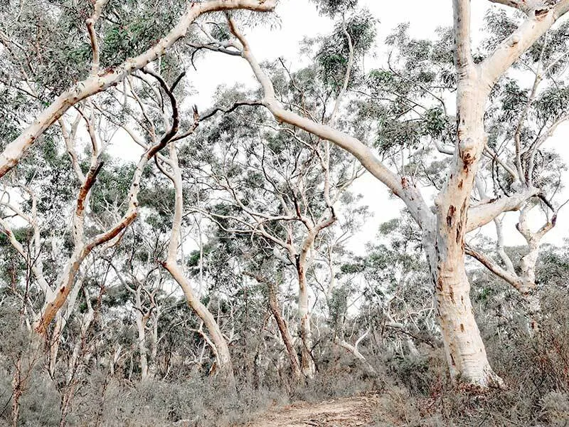 Gum Tree Forrest Unframed Art Print