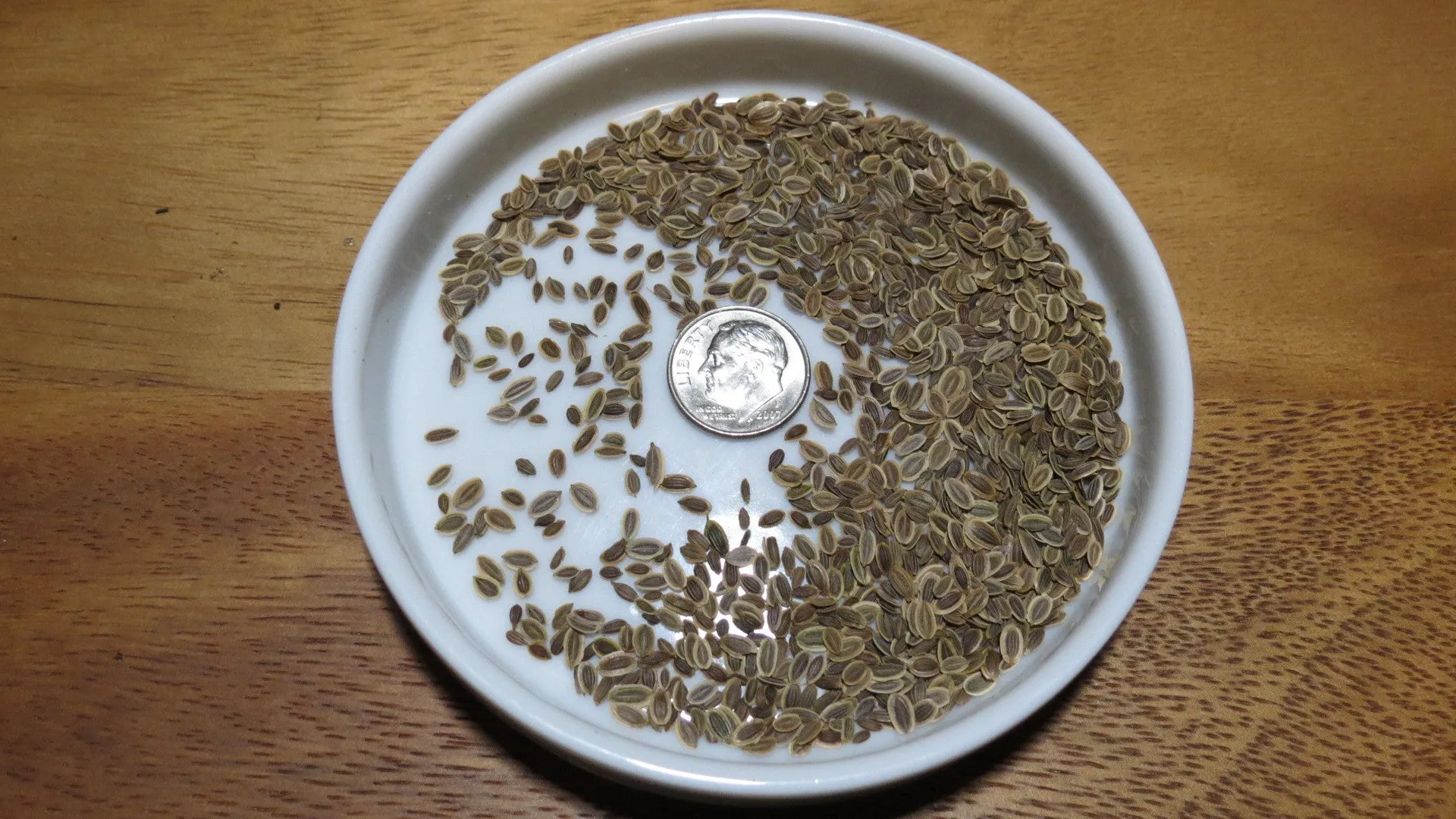 Herb Seeds DIll (Long Island Mammoth)