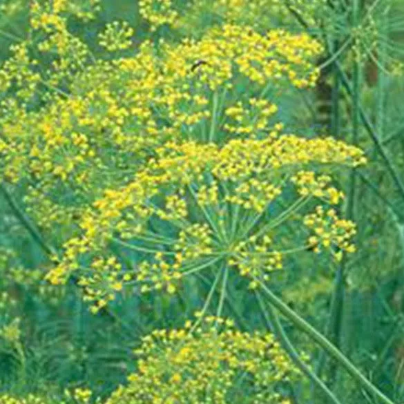 Herb Seeds DIll (Long Island Mammoth)