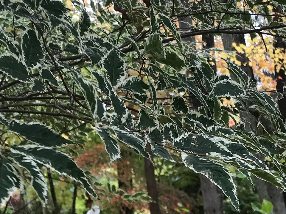 Zelkova serrata, 'Goshiki' Variegated Japanese Zelkova