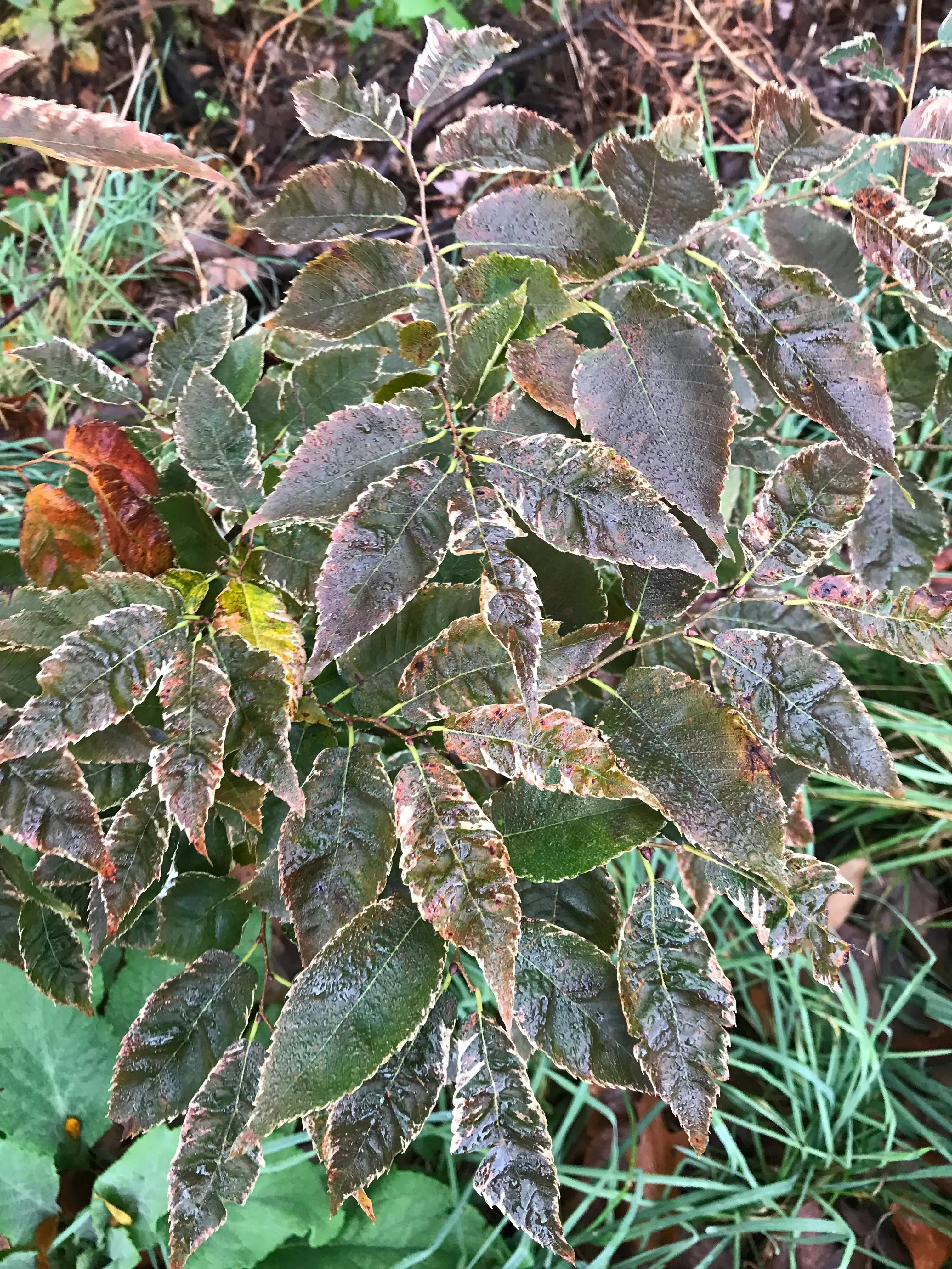 Zelkova serrata, 'Goshiki' Variegated Japanese Zelkova